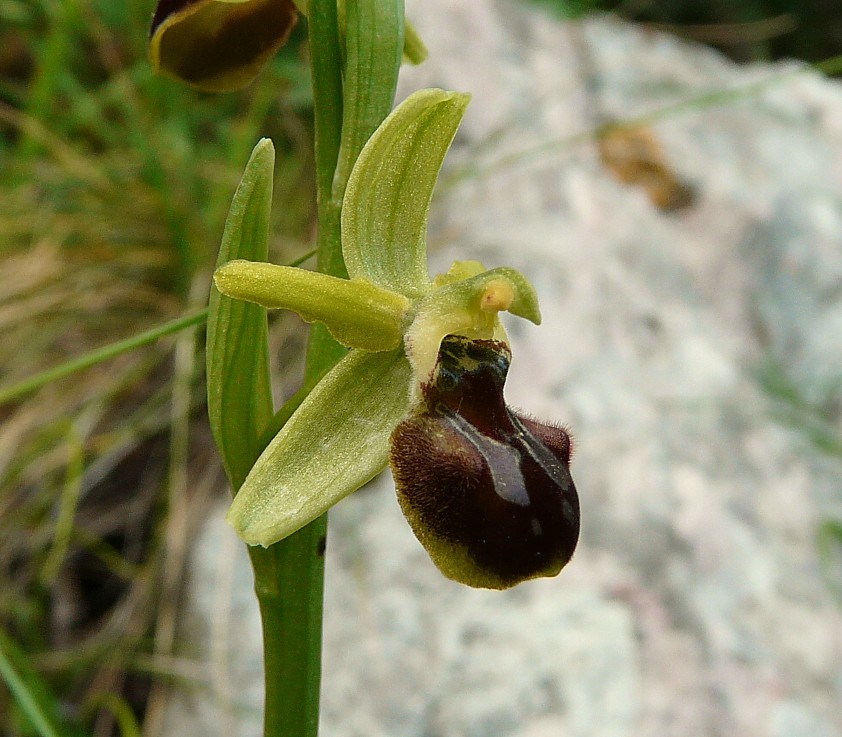 Ophrys araneola